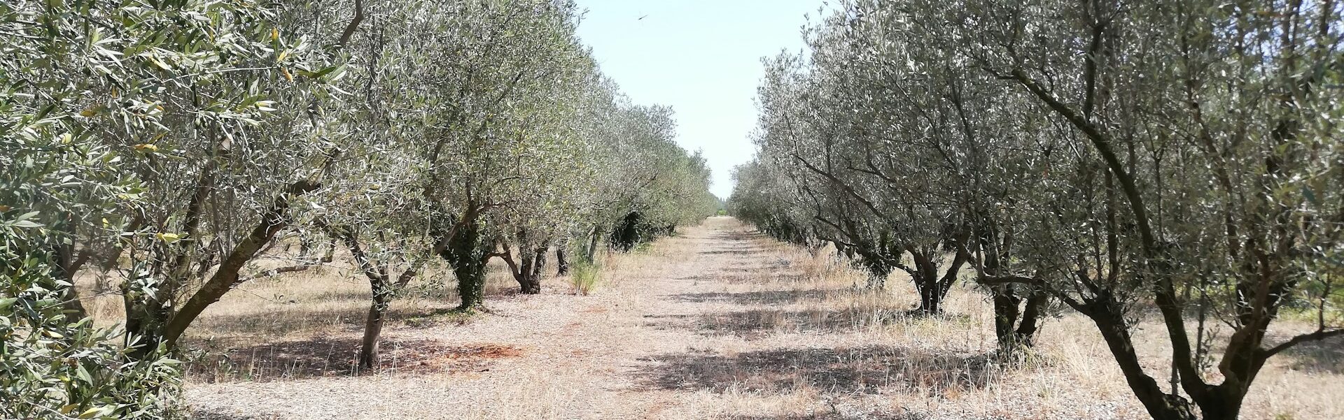 Grove of olive tress to represent Olive Grove Wellbeing